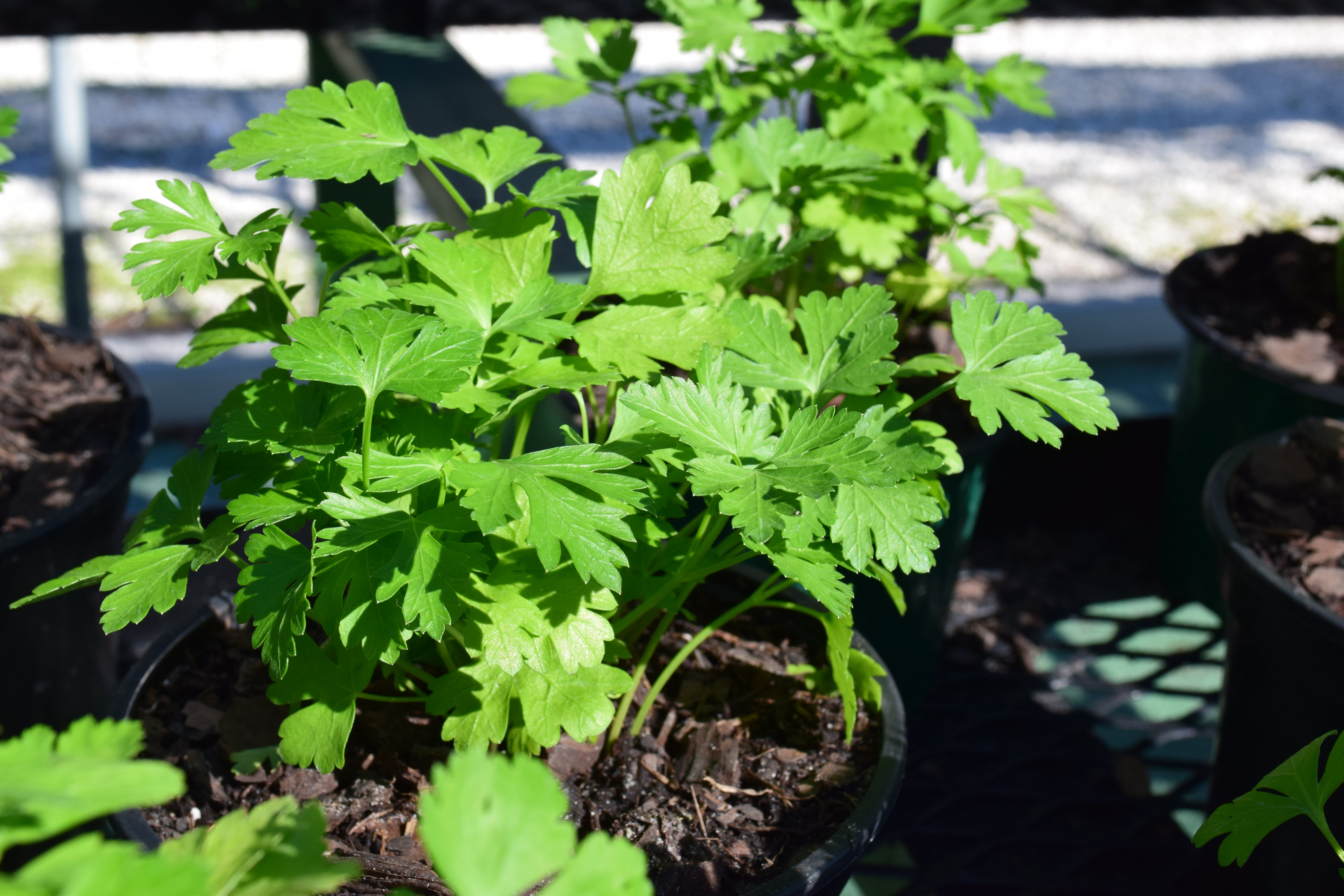 parsley plant pot Italian Flat Leaf Parsley – 4–5 Inch Pot | Culinary Herb | Jupiter, FL
