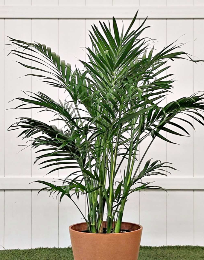 Cat Palm 3G