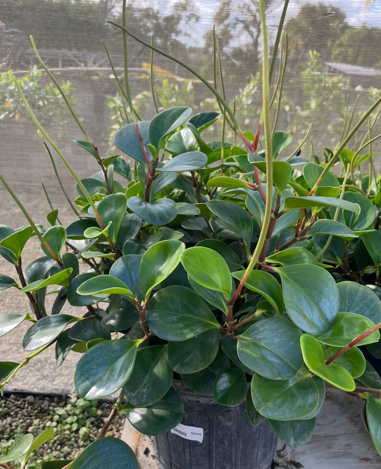 Baby Rubber Plant 3G