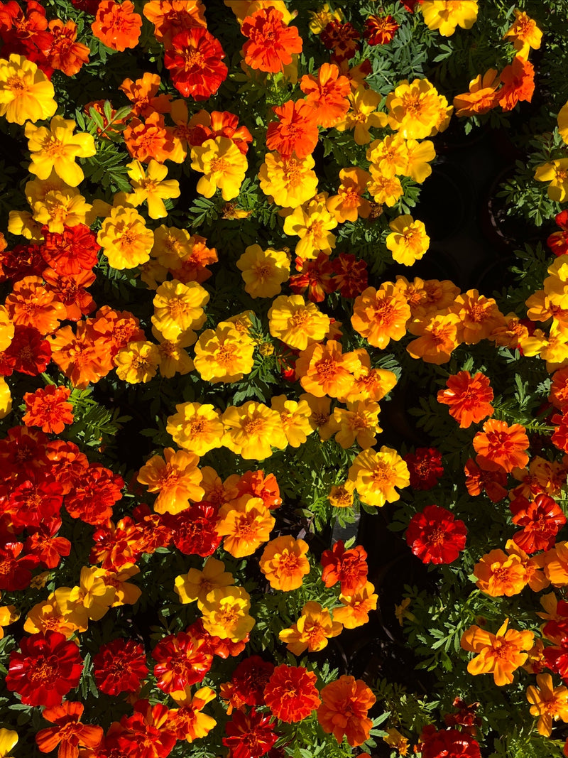 Marigolds