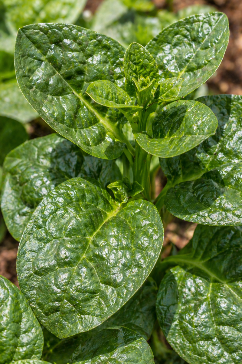 Egyptian Spinach