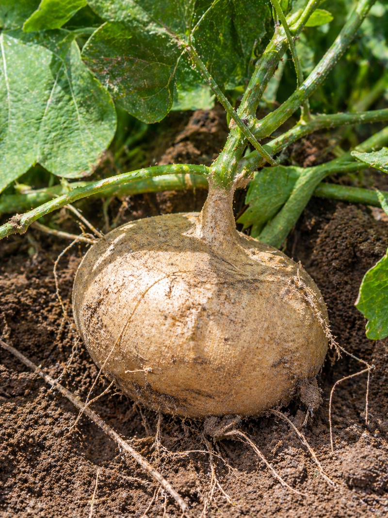 Jicama