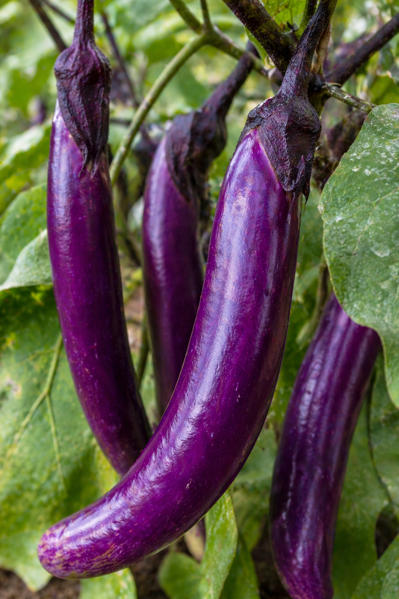 Eggplant Shouyo Long