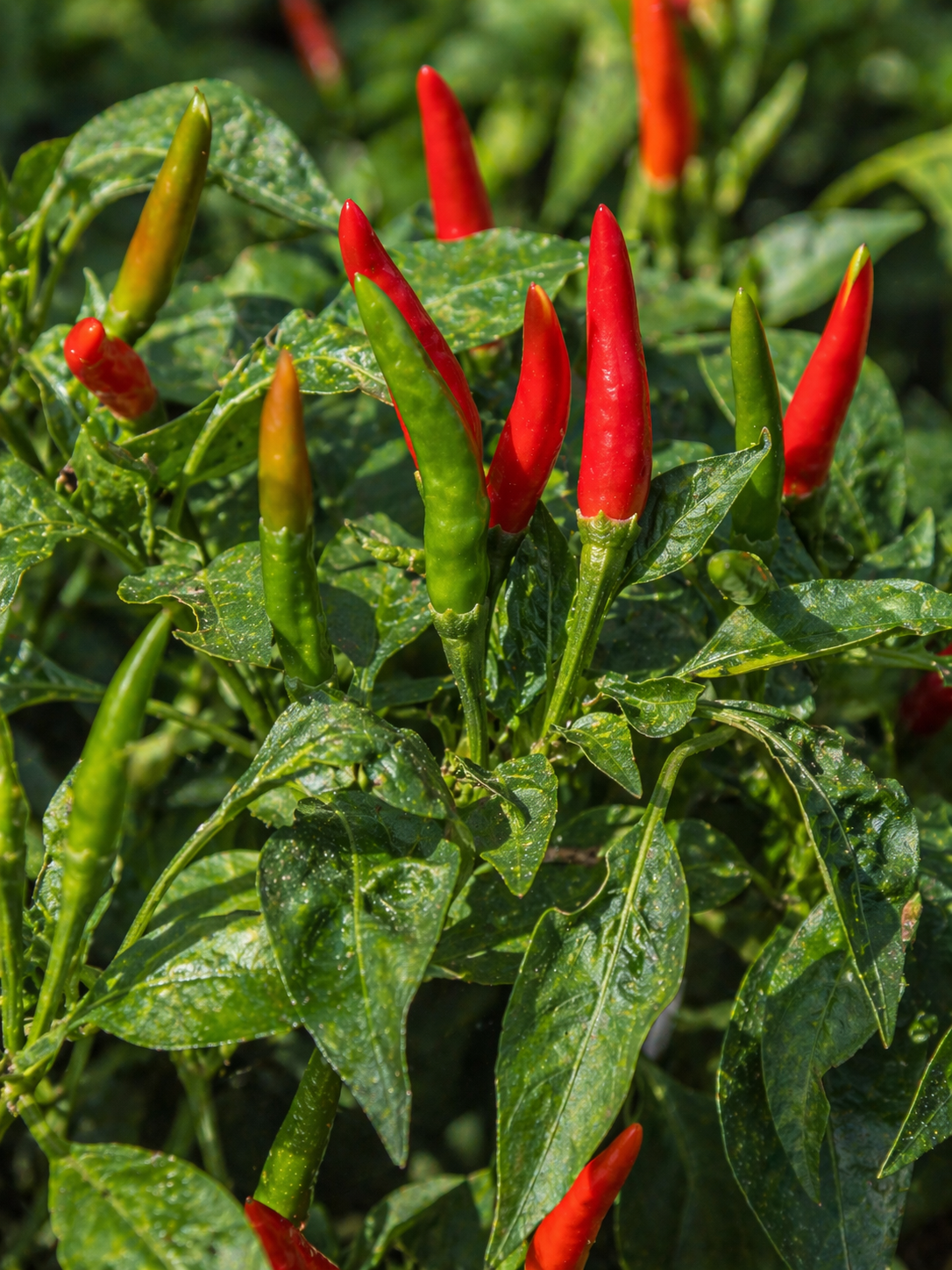 Cayenne Pepper - Thai