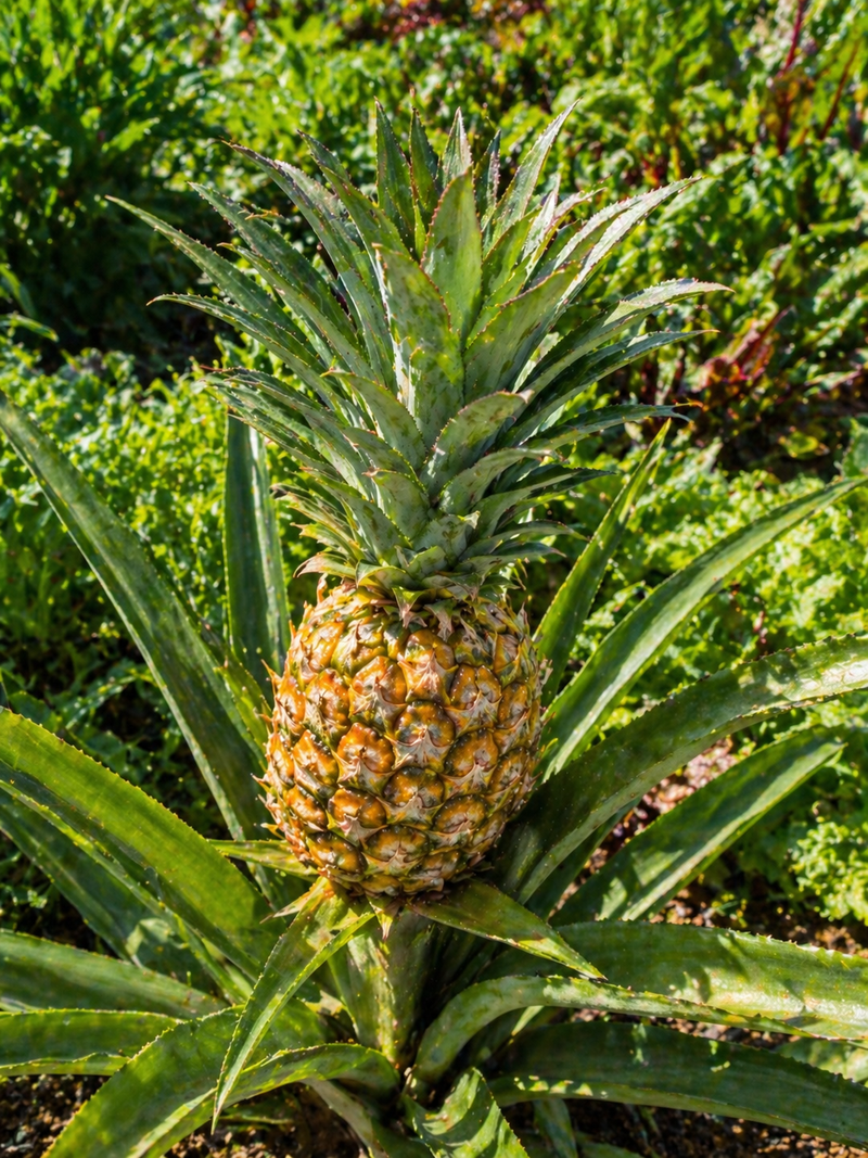 Pineapple