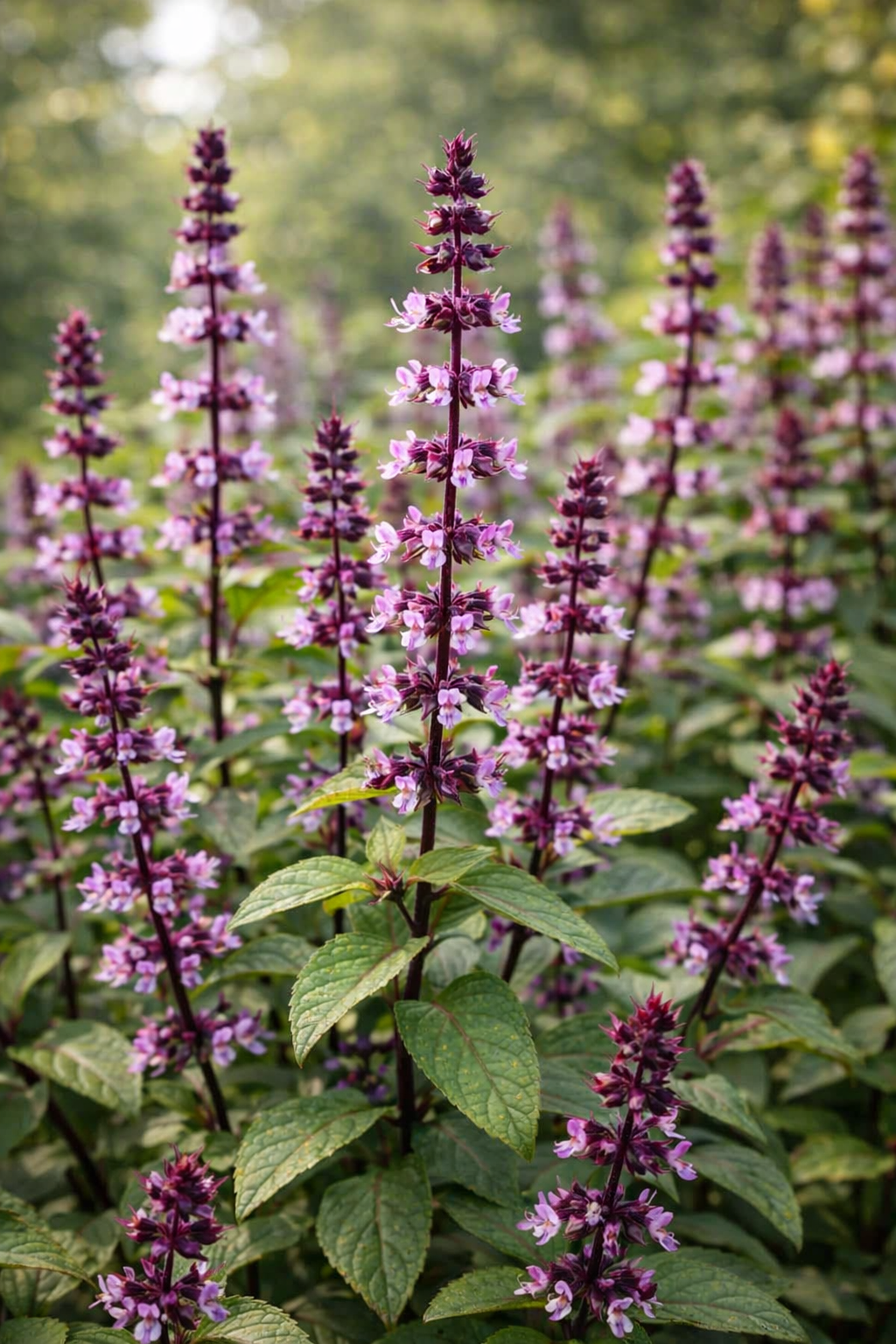 Kapoor Tulsi Holy Basil