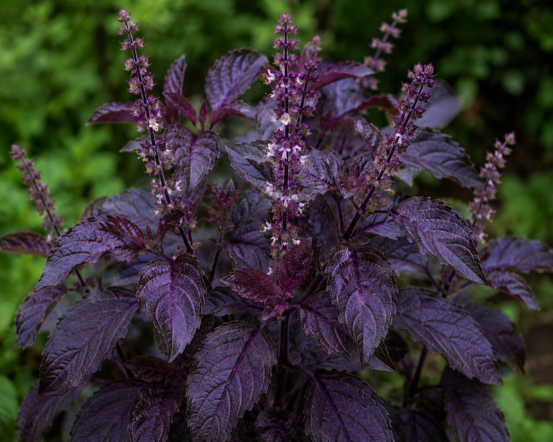 Krishna Holy Basil