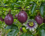 Fruit Trees