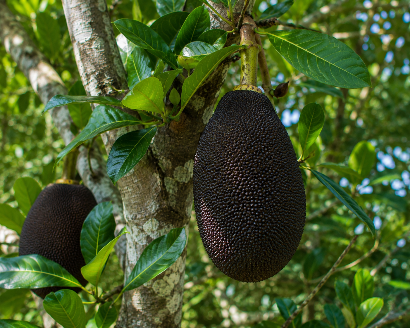 Jackfruit Tree - Black Gold 15G