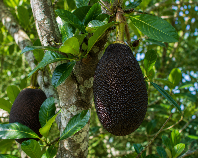 Jackfruit Tree - Black Gold 15G