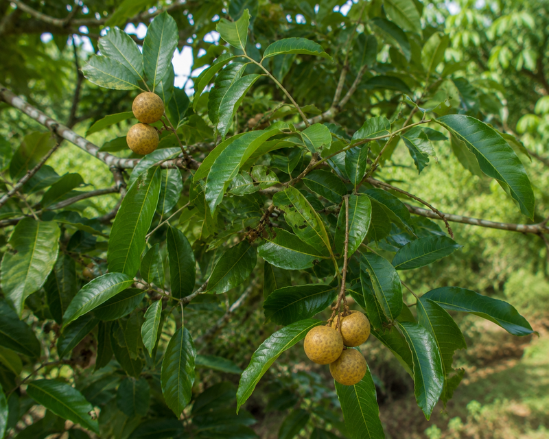 Kohala Longan Tree 7G