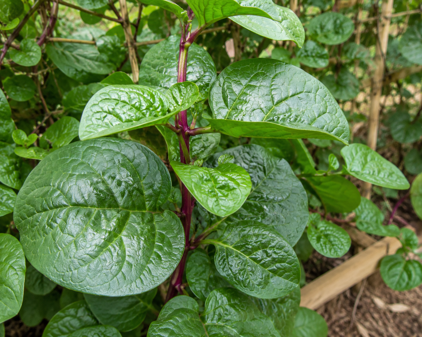 Malabar Spinach
