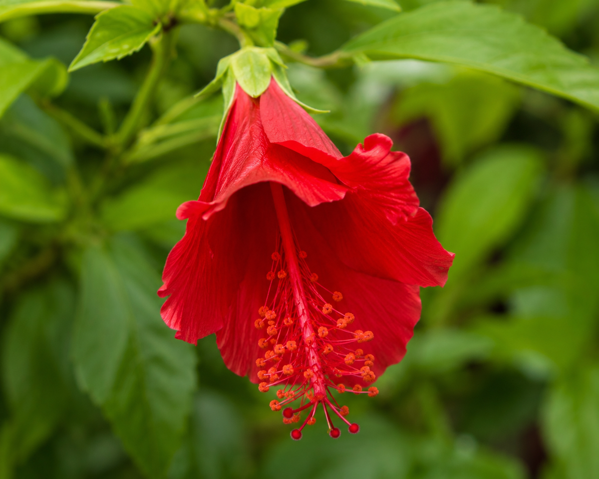 Turk's Cap Hibiscus