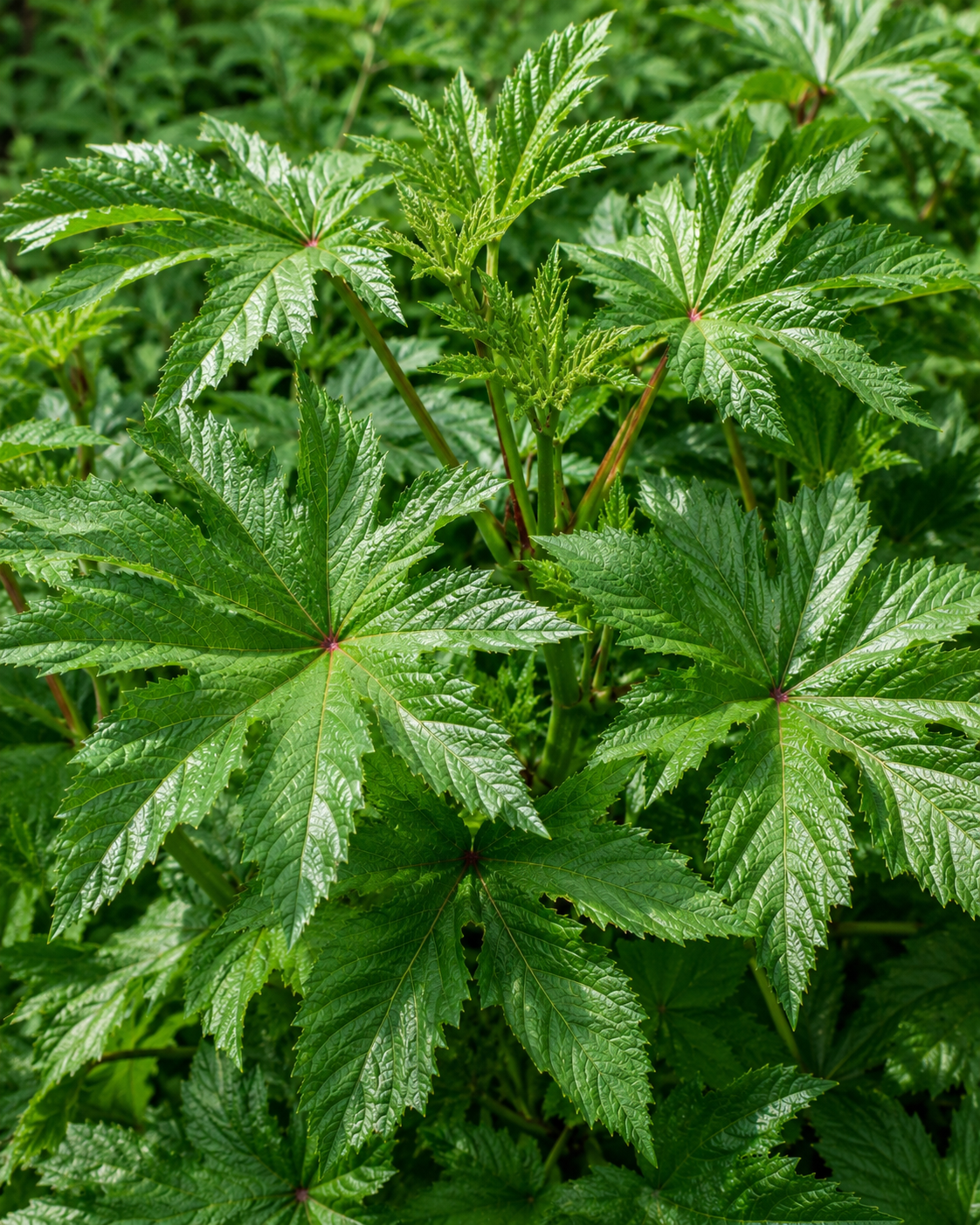 Red South Sea Salad Tree