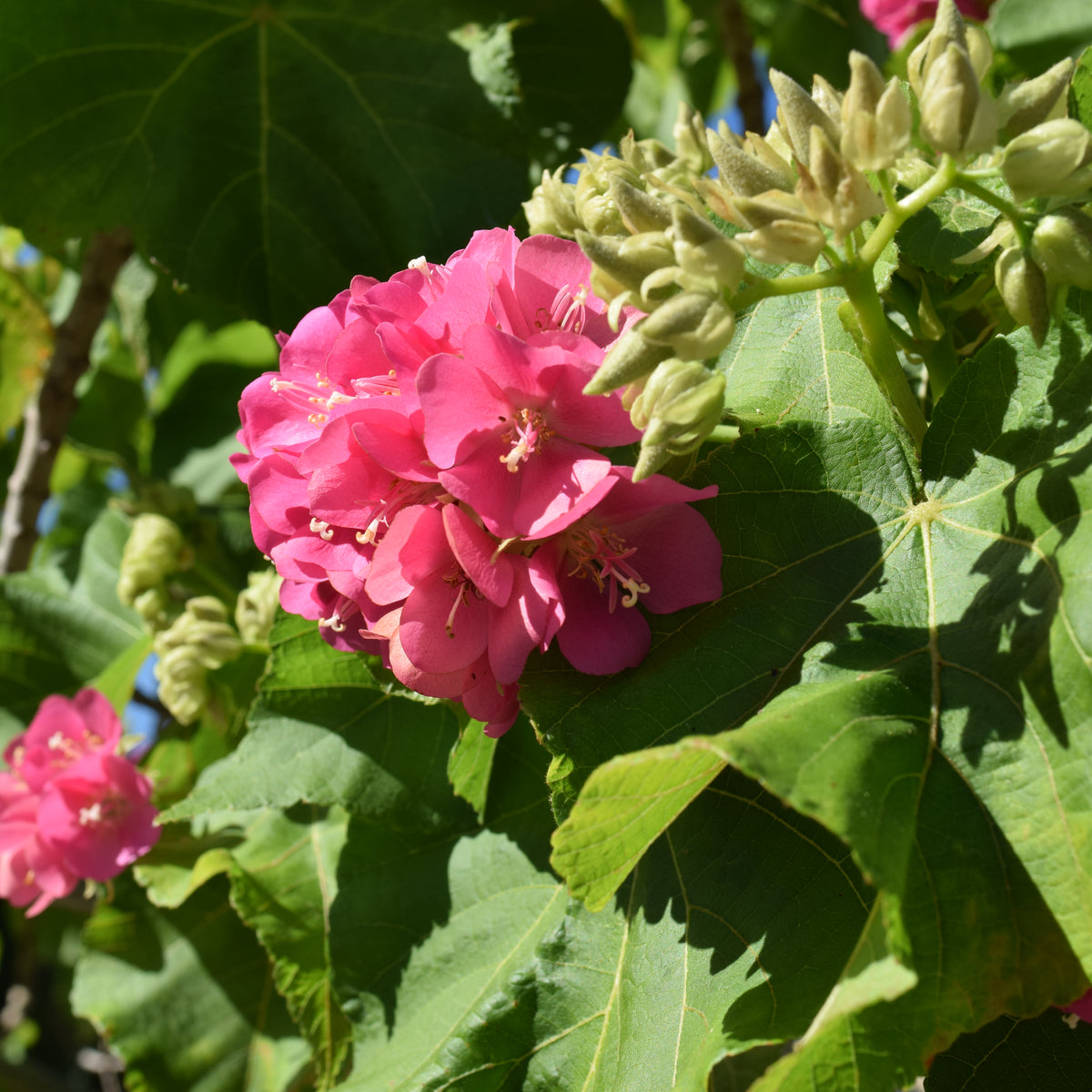Dombeya 25G