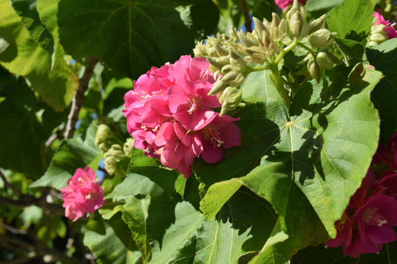 Dombeya 25G