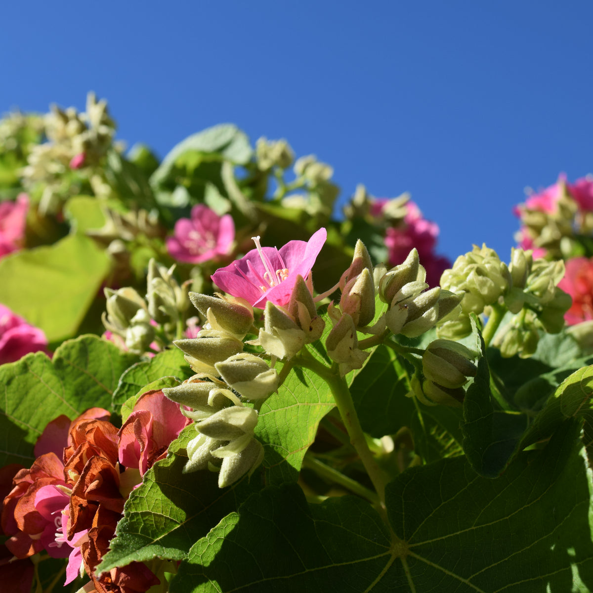 Dombeya 25G