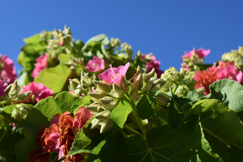 Dombeya 25G