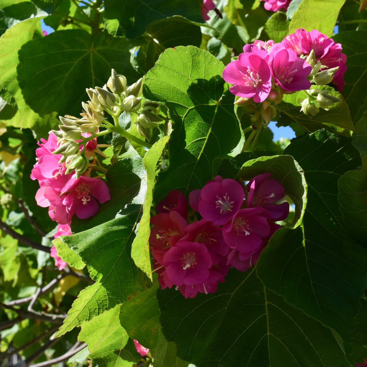 Dombeya 25G