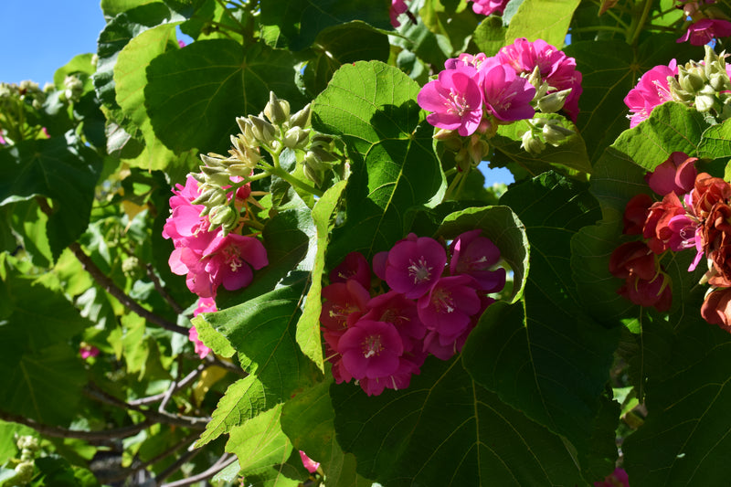 Dombeya 25G