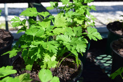 Italian Flat Leaf Parsley