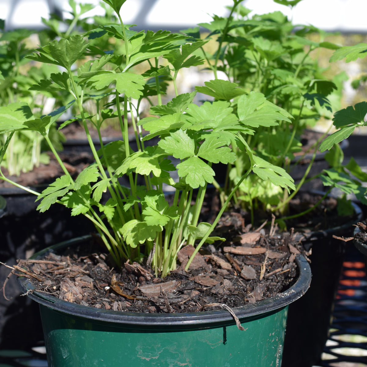 Italian Flat Leaf Parsley