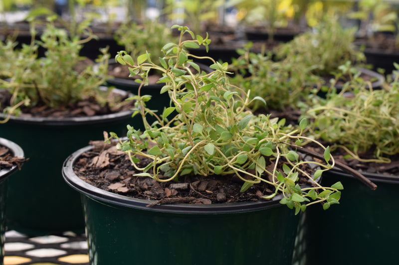 Thyme