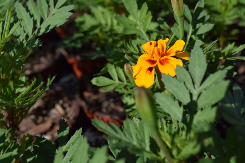 Marigolds