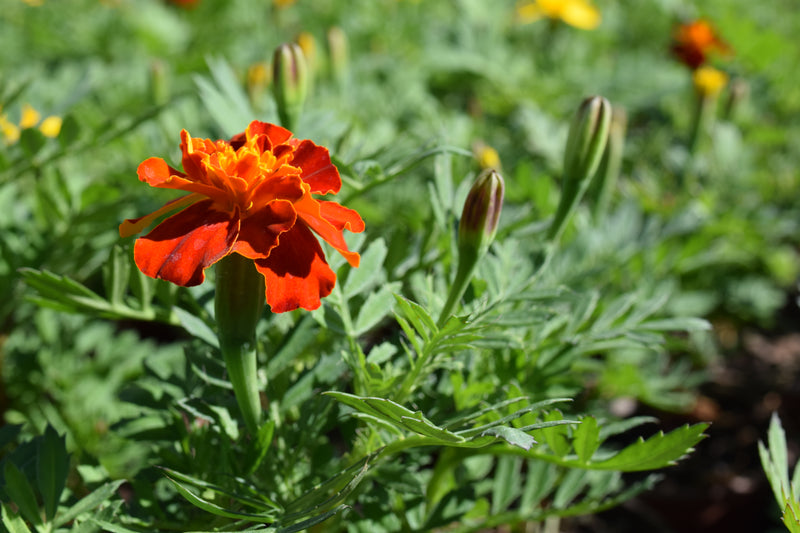 Marigolds