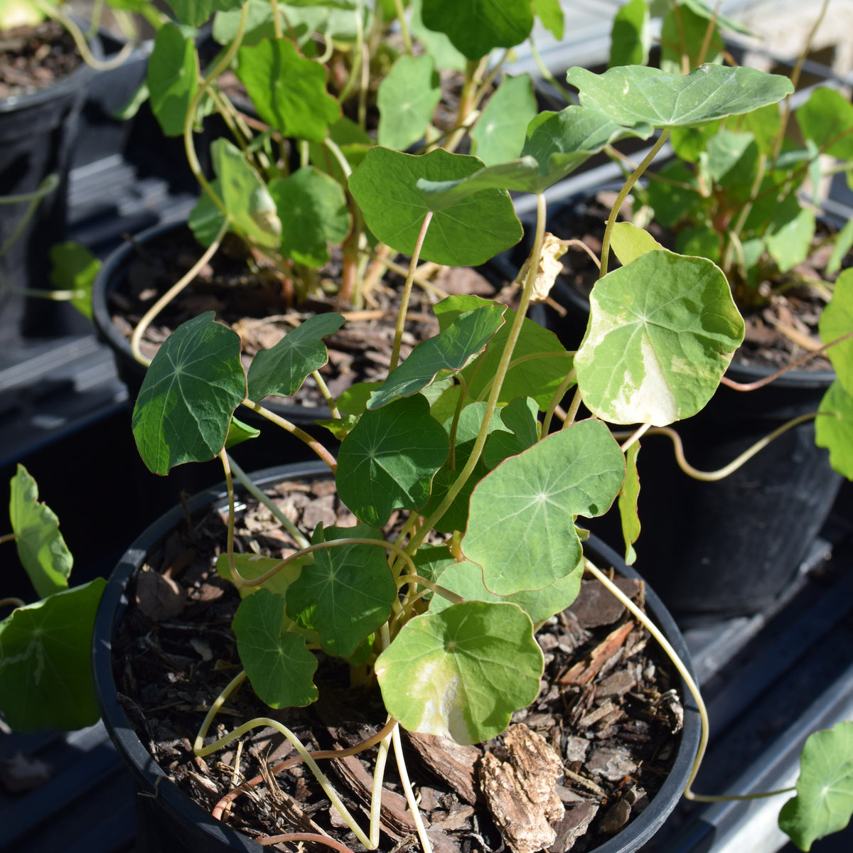 Nasturtiums