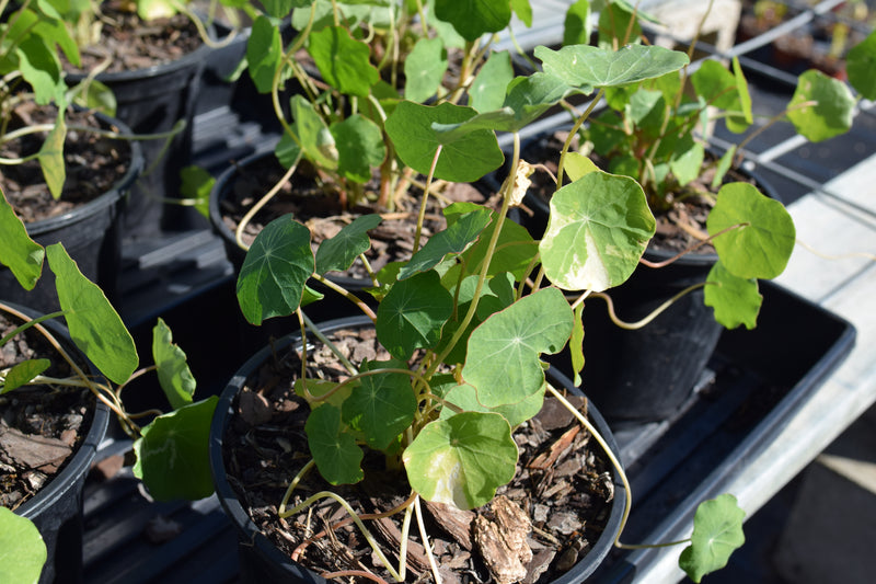 Nasturtiums