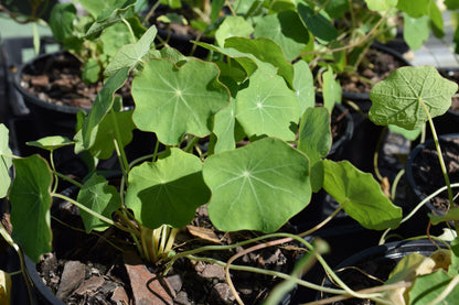 Nasturtiums