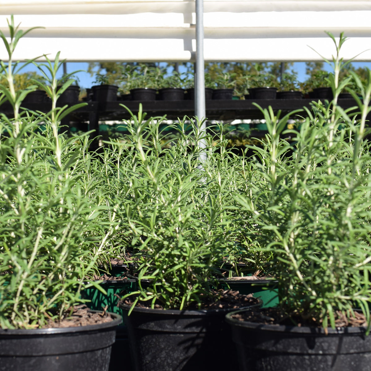 Rosemary