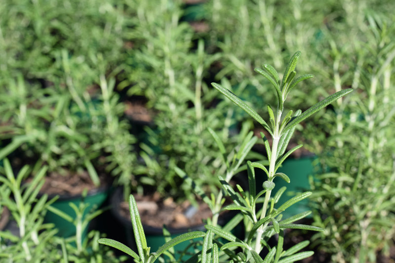 Rosemary