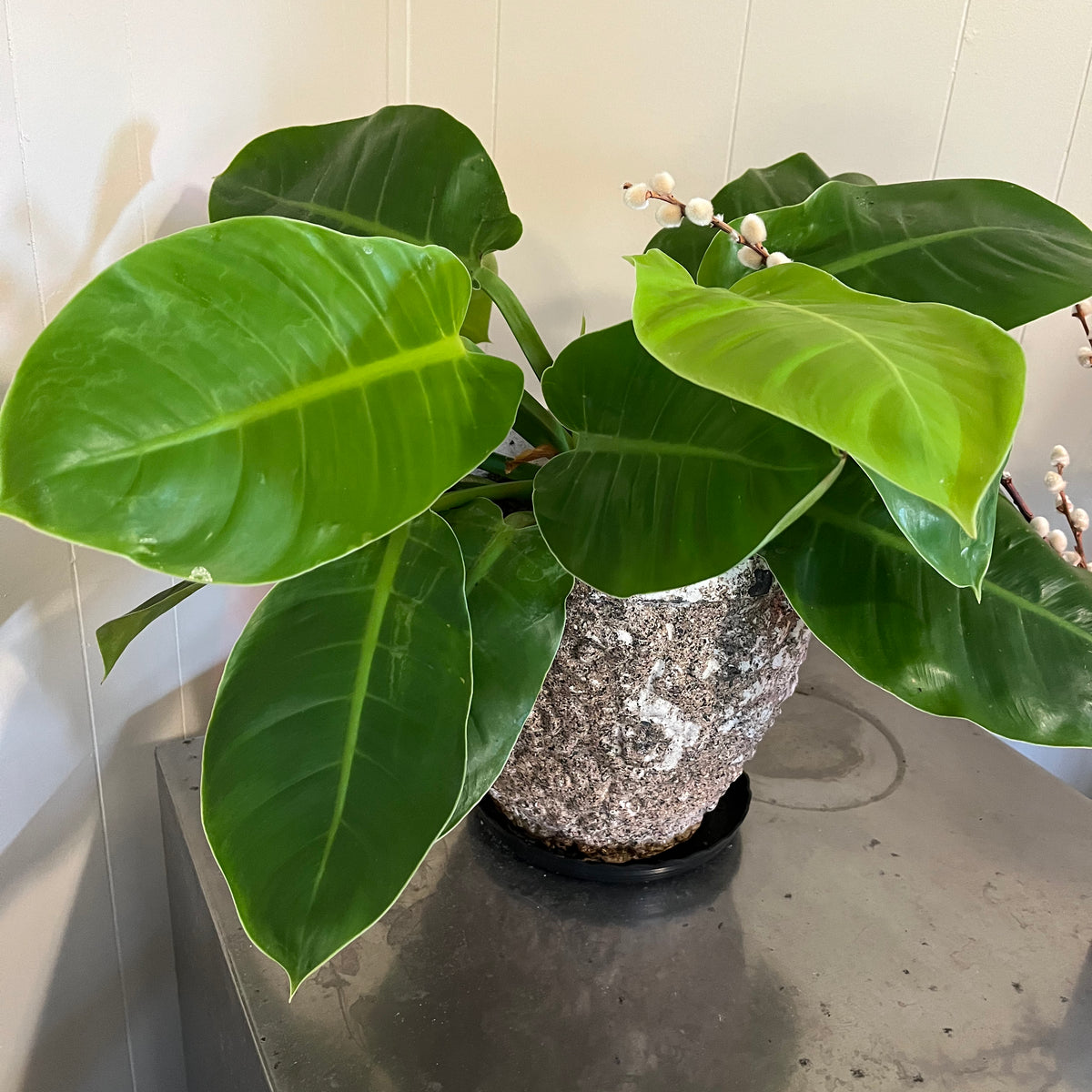 Imperial Green Philodendron