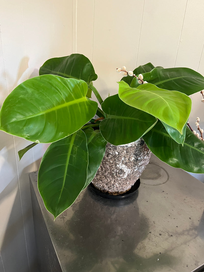 Imperial Green Philodendron