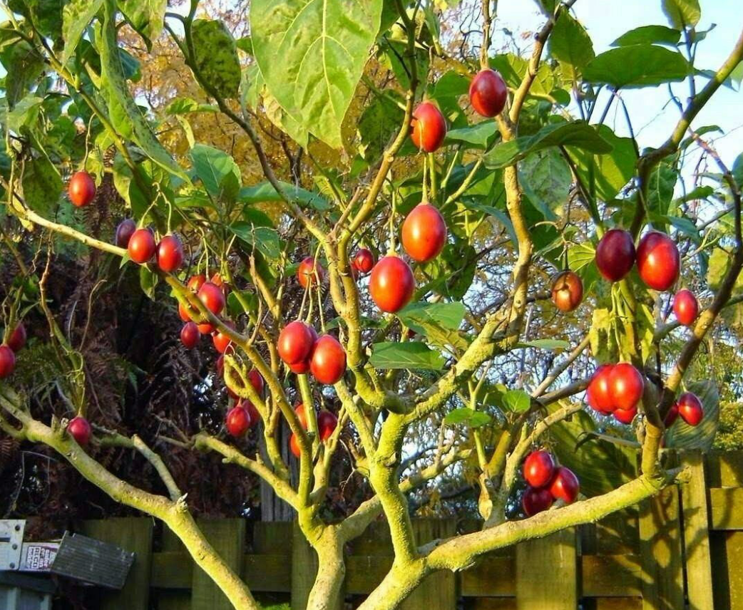 Tamarillo Tree 7G