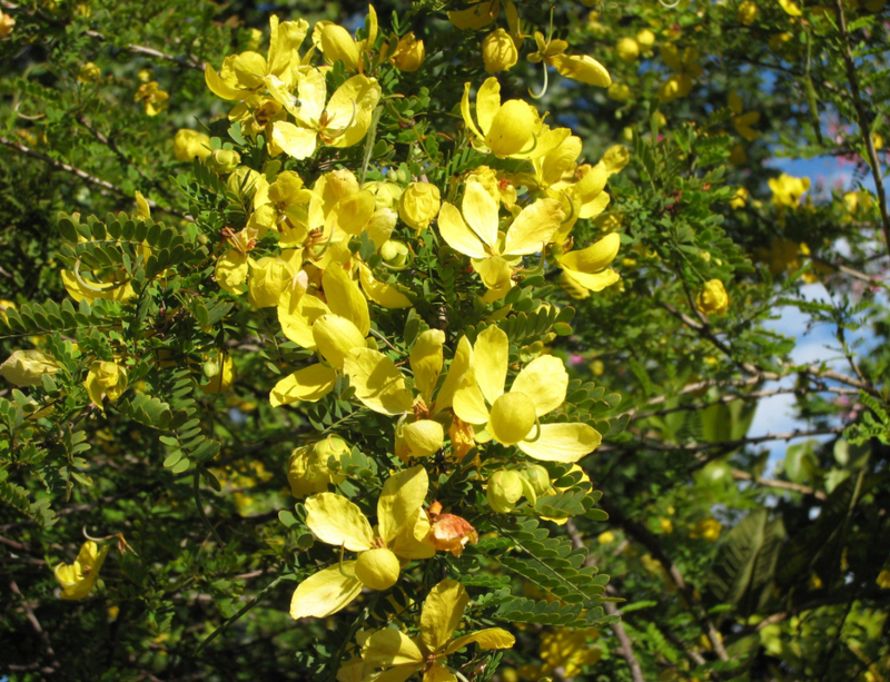 Desert Cassia Tree 15G