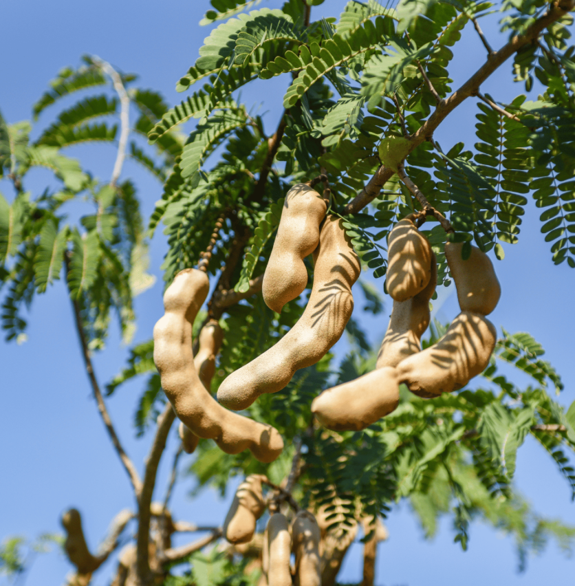 Tamarind Tree 15G