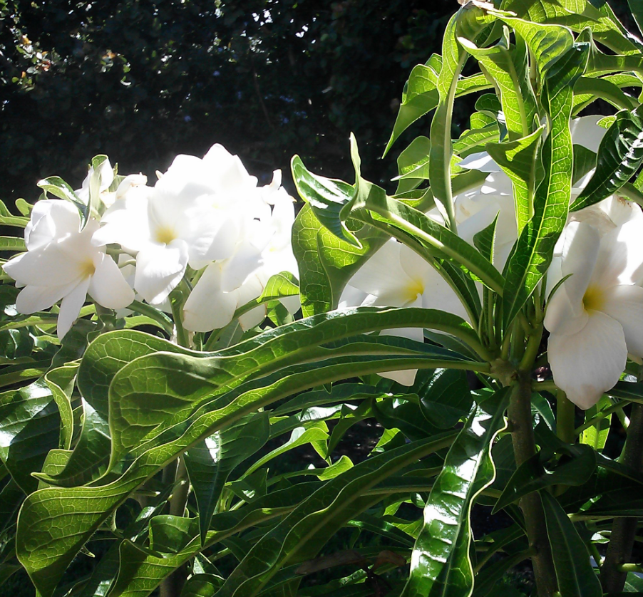 Plumeria Bridal Bouquet (White) 15G