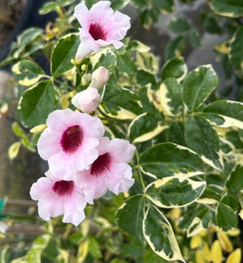 Pandorea Jasminoides (Pandora Vine) Variegated 15G