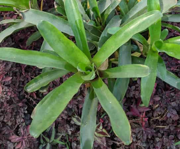 Bromeliad (Green) 15G