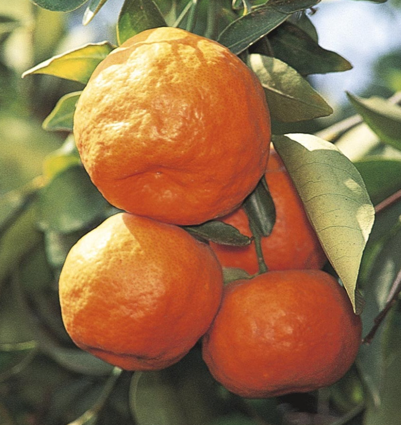 Satsuma Tangerine 5G