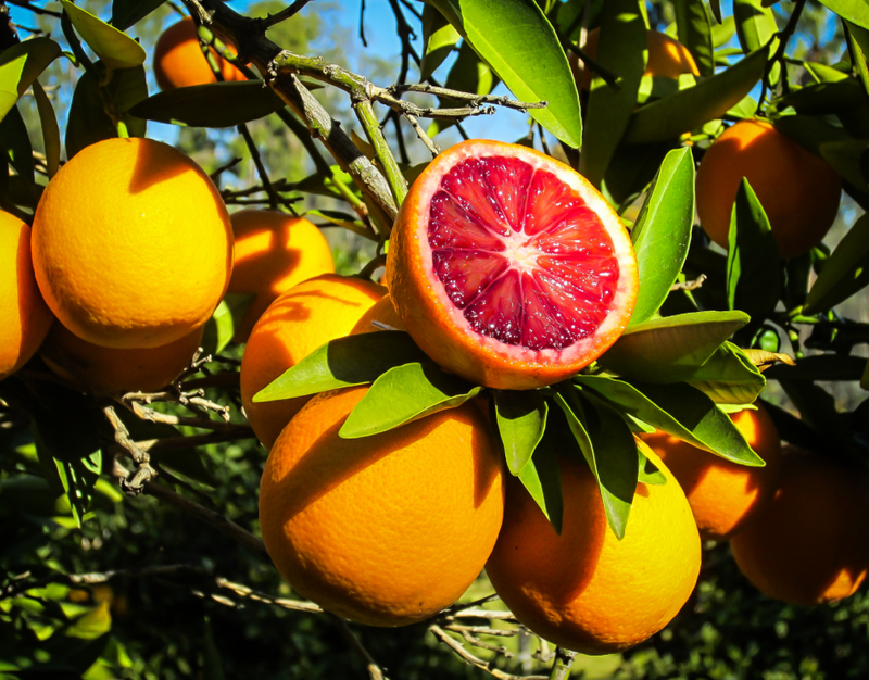 Blood Orange Tree 15G