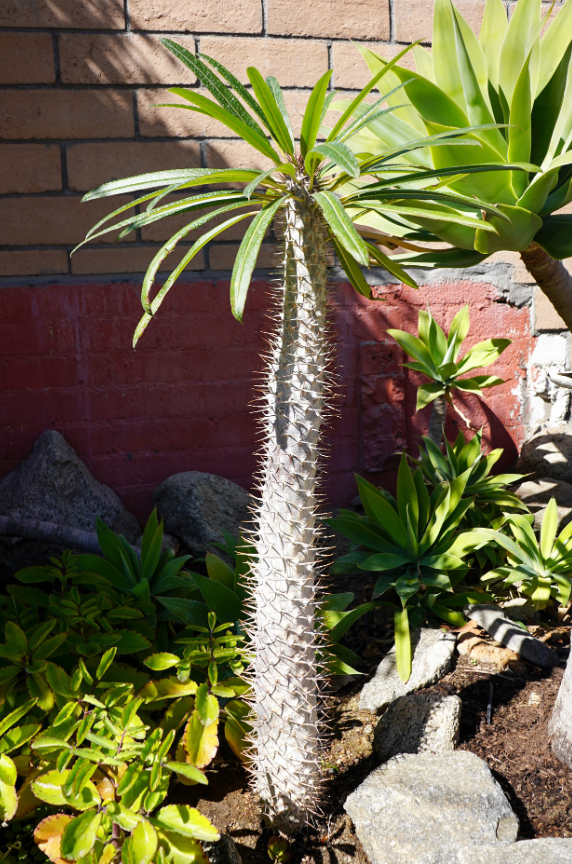 Madagascar Palm, (In A Planter)