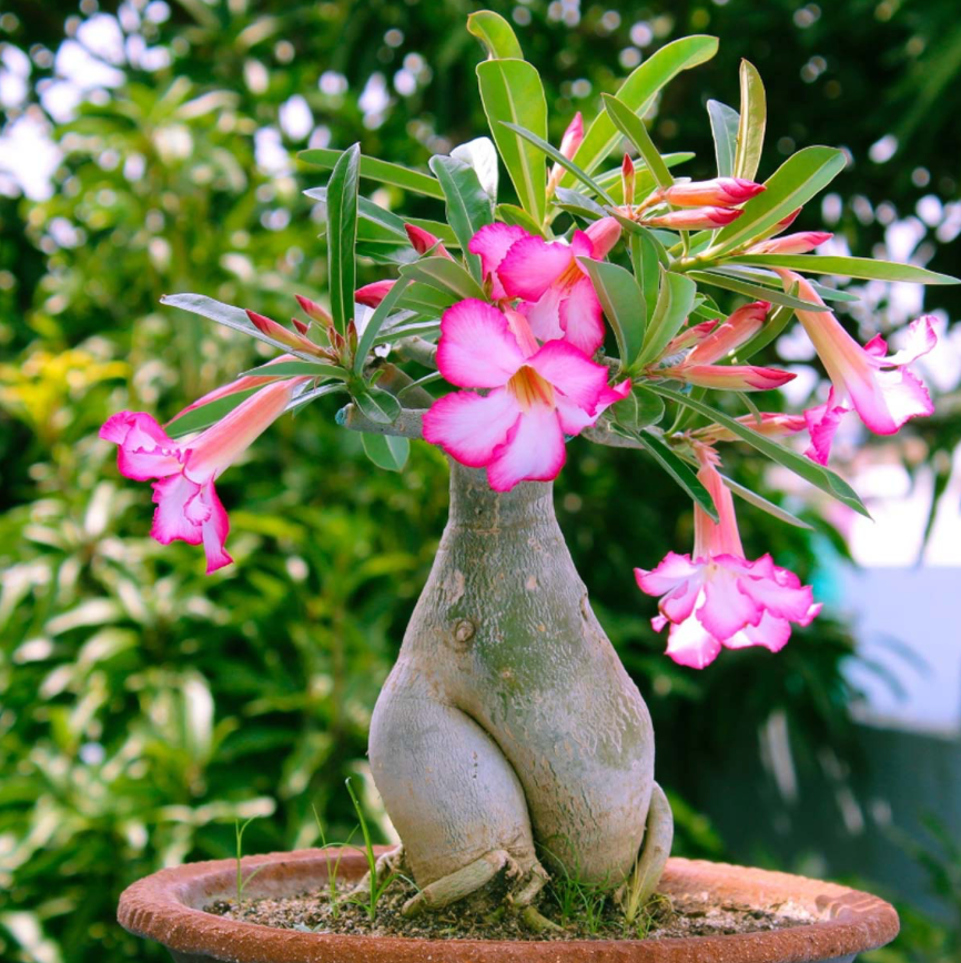 Adenium Dessert Rose (Extra Large x2)