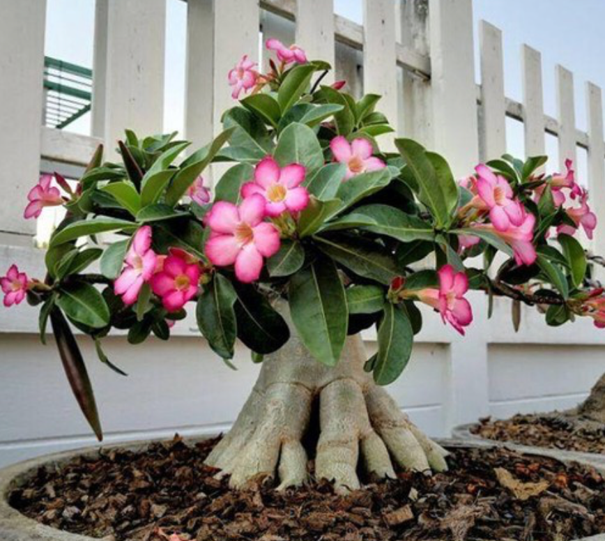 Adenium Thai Dessert Rose (Extra Large) #13
