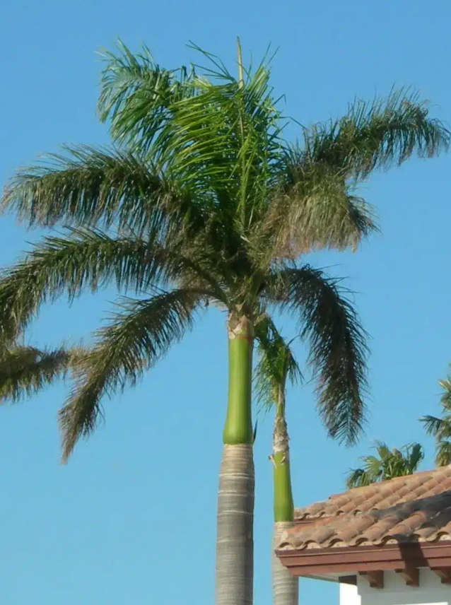Royal Palm 25G