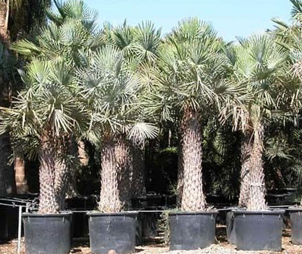 Copernicia Alba Palm 100G