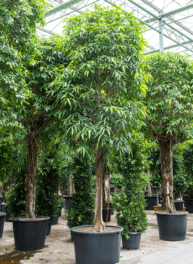 Ficus Binnendijkii “Alii"  100G